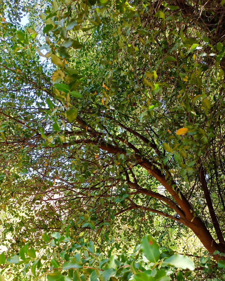 Entorno natural con quillay y bosque nativo en Cajón del Maipo